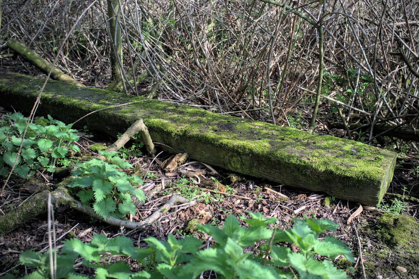 A wooden railway sleeper hidden in some vegetation. It has a coating of green moss.