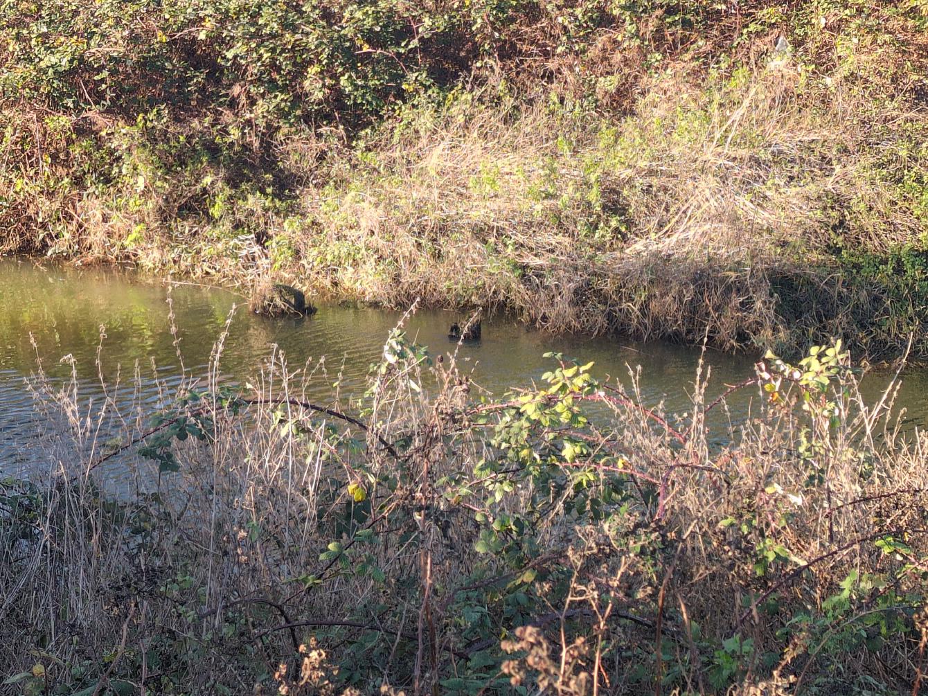 Two truncated wooden pilings with the very tops visible in the River Nar.