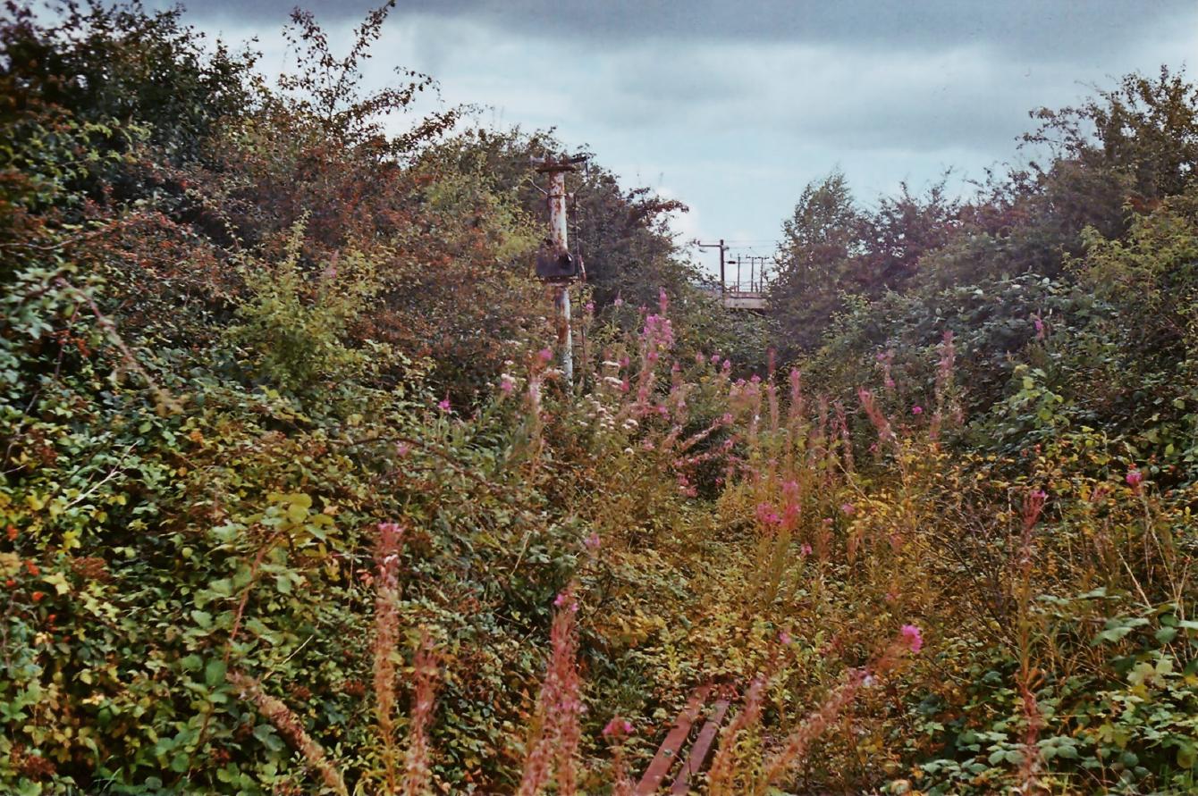 A photograph of the same scene much earlier; track is visible on the ground and there are no trees, just undergrowth.