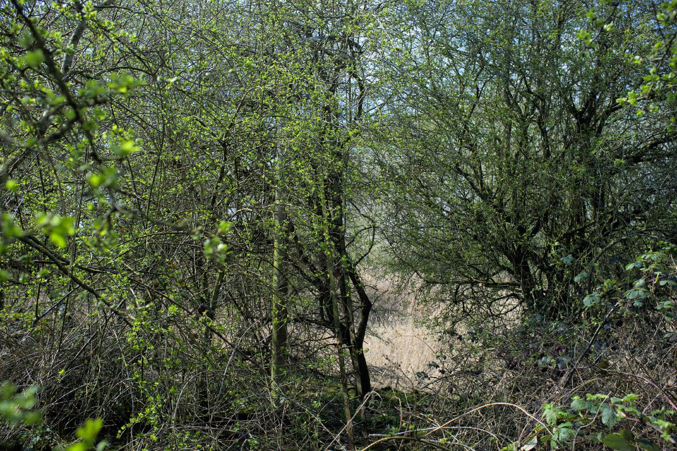 Hidden in some thick shrub and small trees is a railway signal.