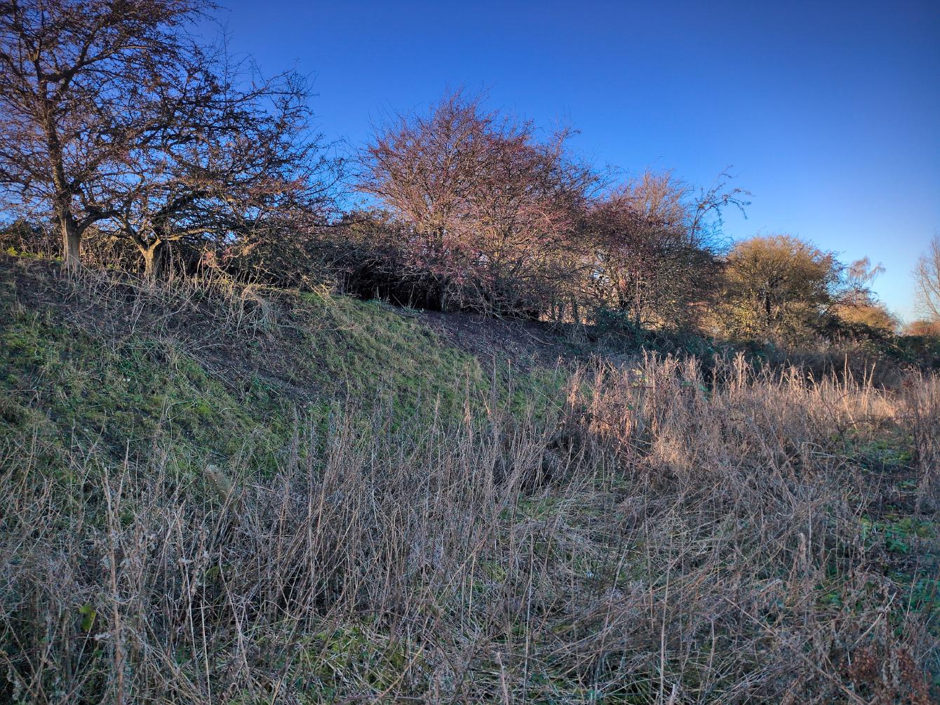 An overgrown former railway embankment with some rather wintery-looking trees and shrubbery overtaking it.