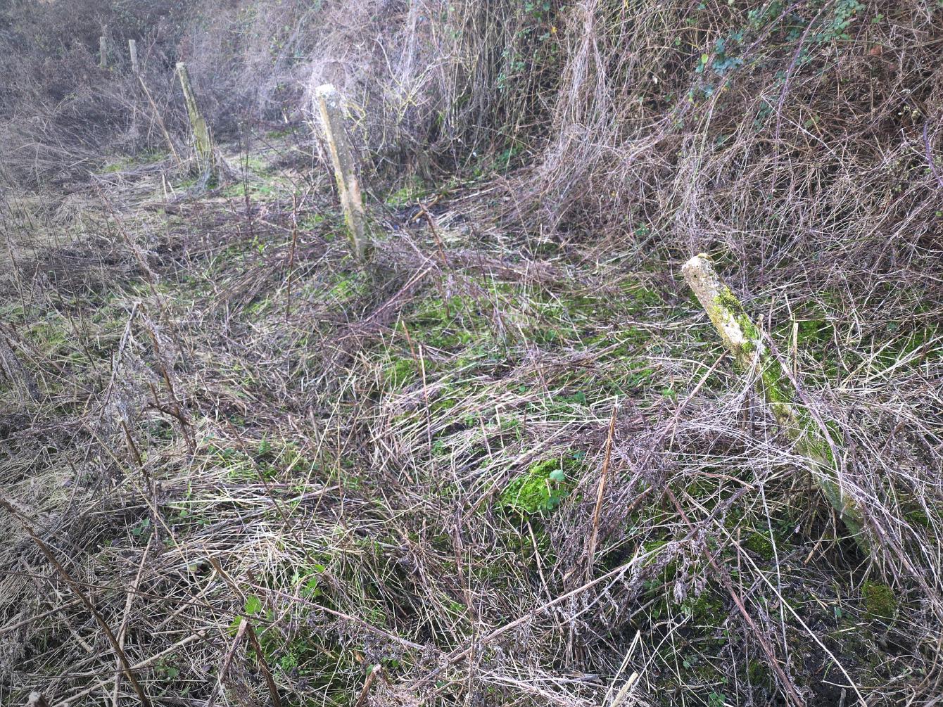 A line of old concrete fence posts lining the bottom of an embankment.