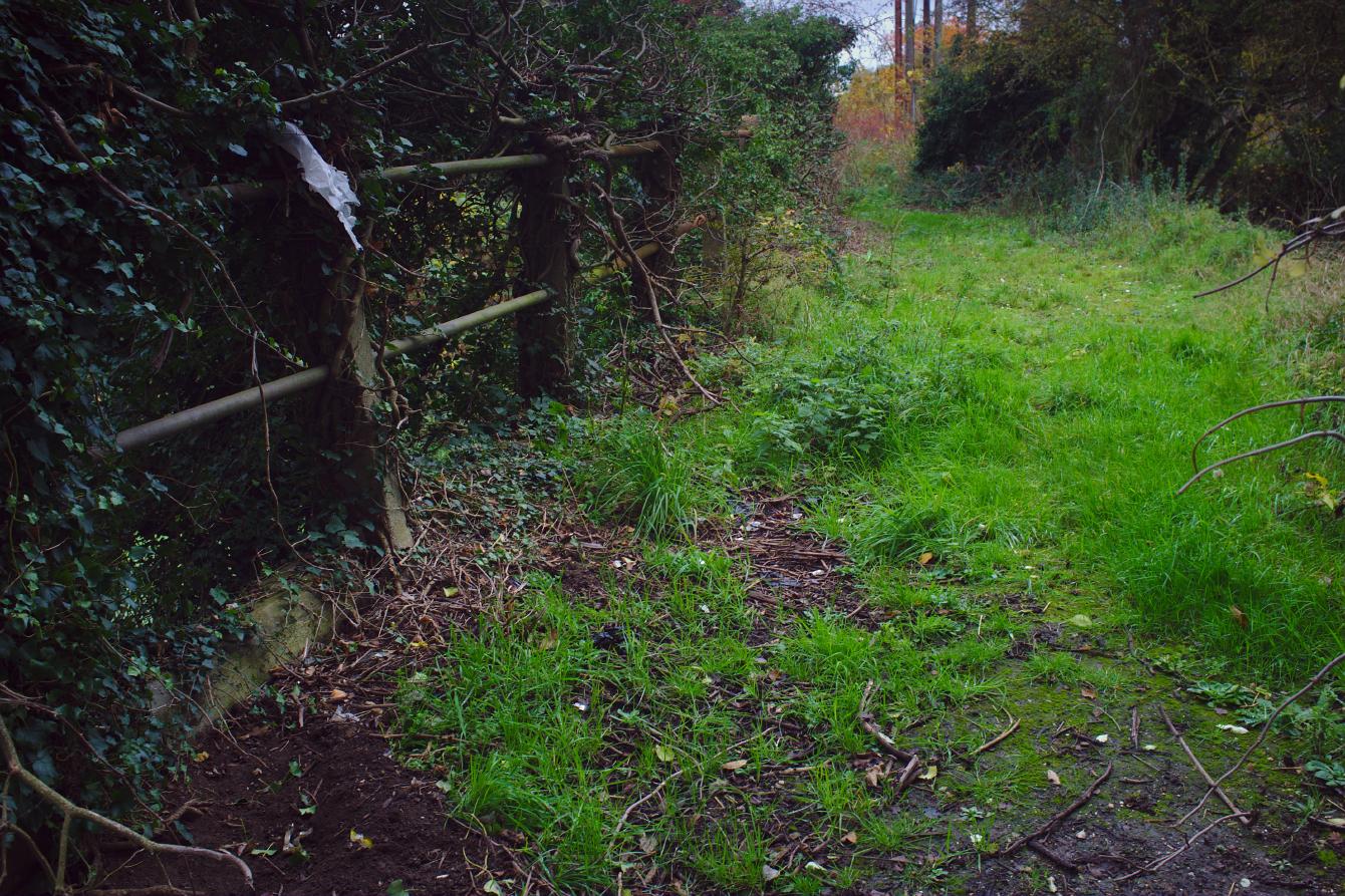 The deck of the bridge over the Puny Drain. Solid-looking railings are on the left hand side, becoming slightly hidden by plants climbing onto them.