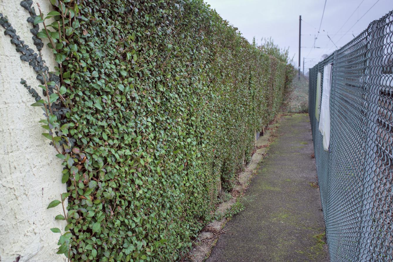 On the platform, an ordinary privet hedge about 6 feet tall.