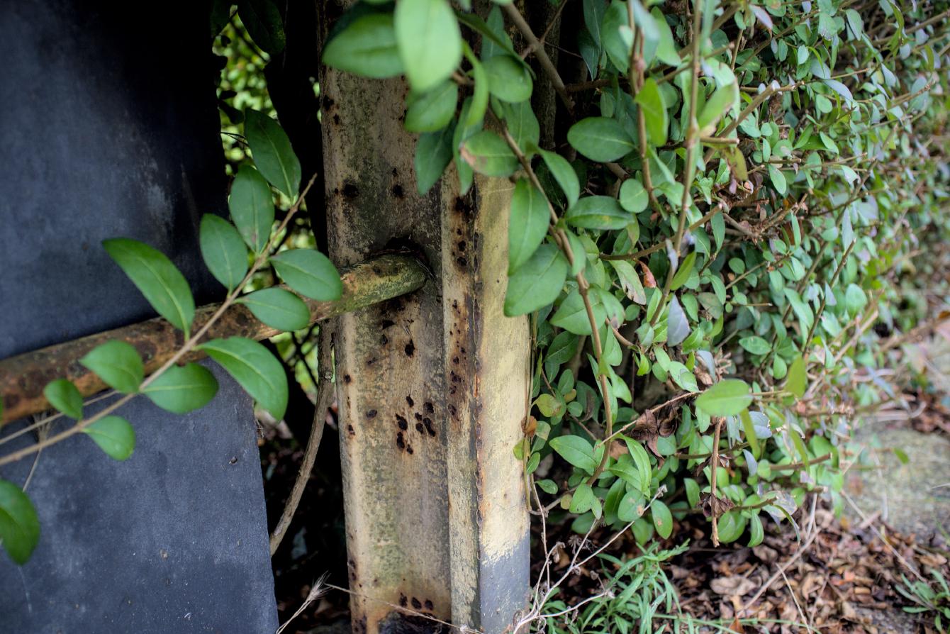 Hidden under the hedge is an old railing/fence - this closeup is of the bullhead rail that makes the uprights.
